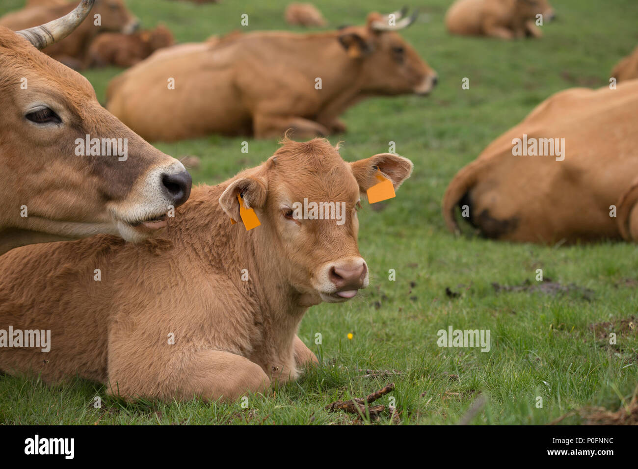 Cow and calf Stock Photo - Alamy