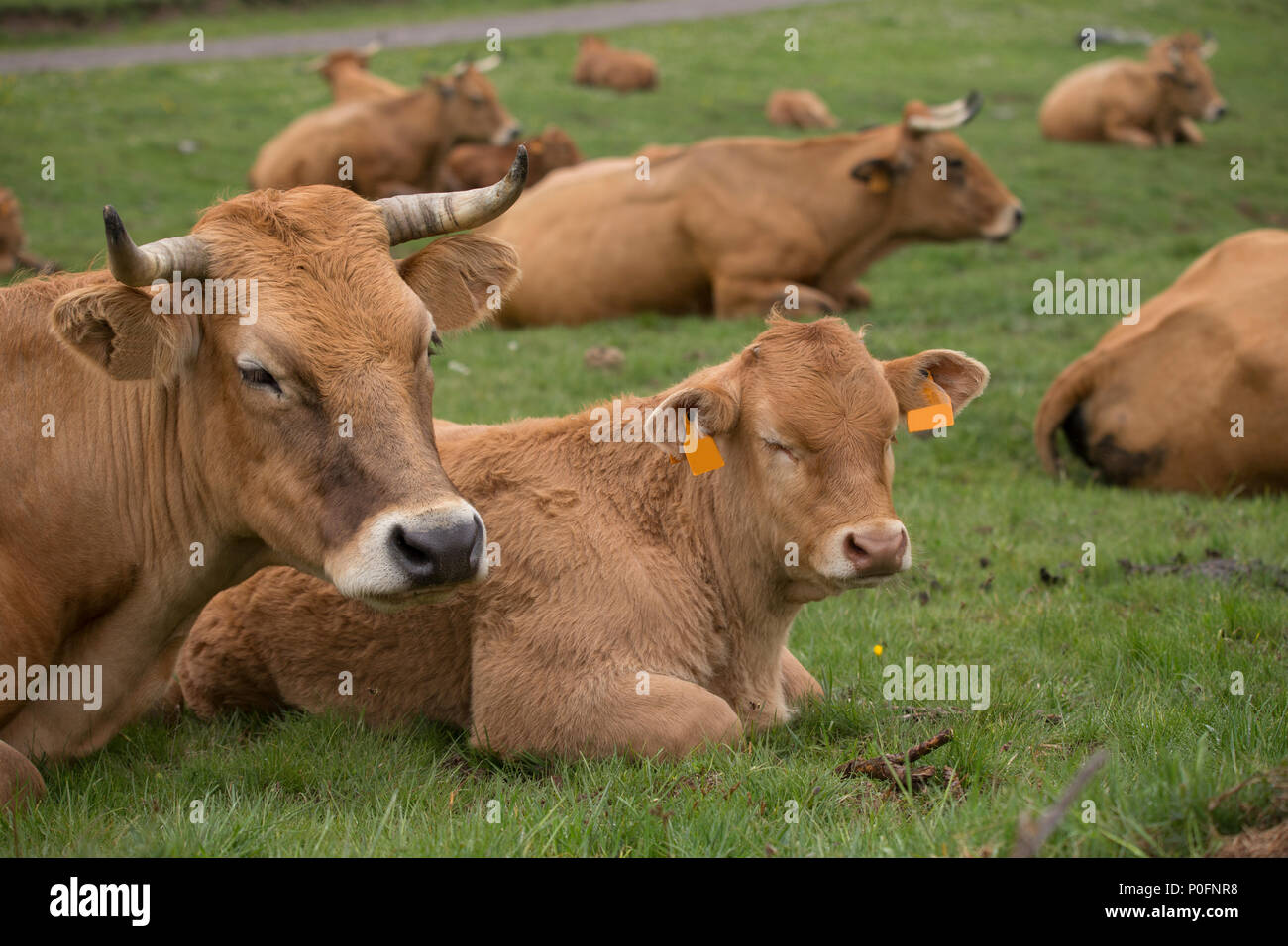 Cow and calf Stock Photo - Alamy