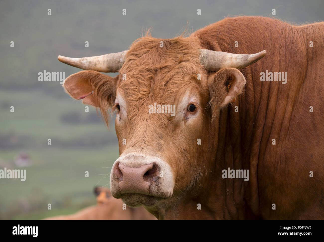 Двурогий бычок. Рыба бычок ротан. Рогатый бычок. Рогатый бычок. Рогатая корова.