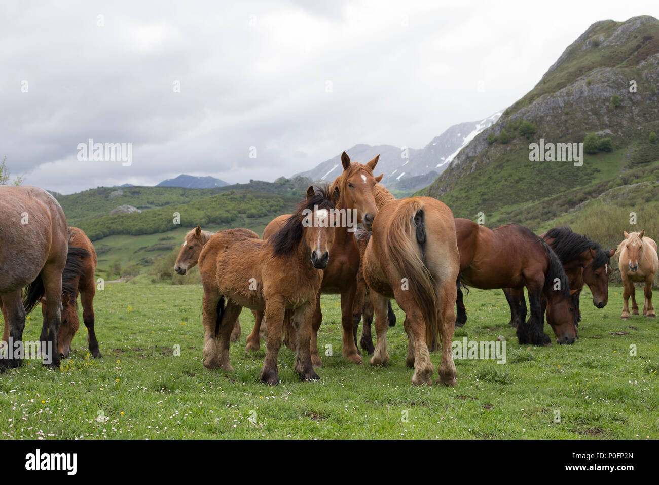 Group of wild horses Stock Photo Alamy