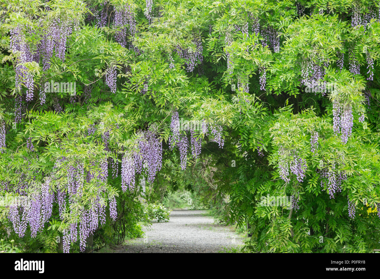 Beautiful spring time purple wisteria creates a tunnel Stock Photo - Alamy