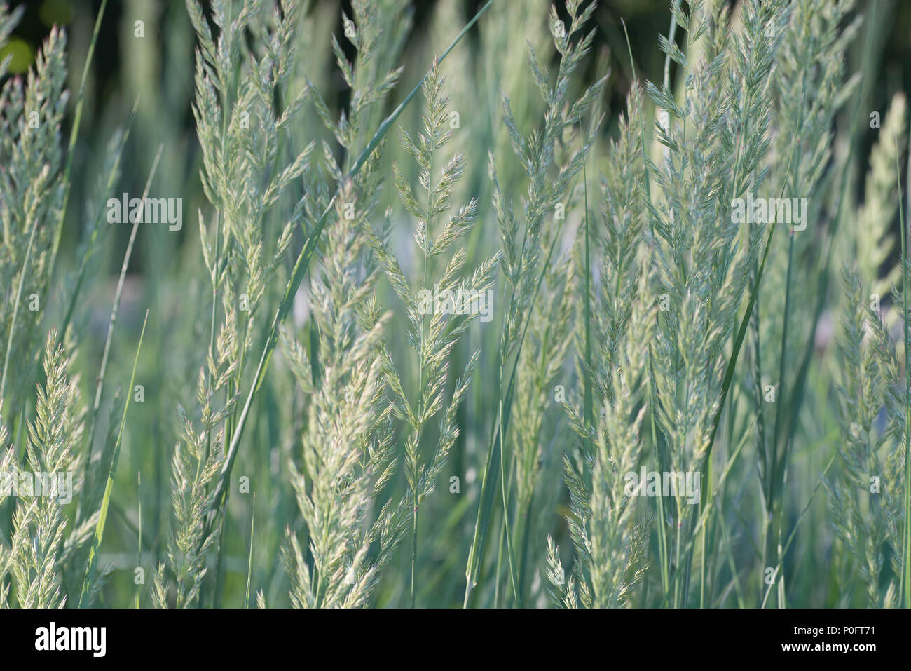 blooming grass in summer meadow macro selective focus Stock Photo