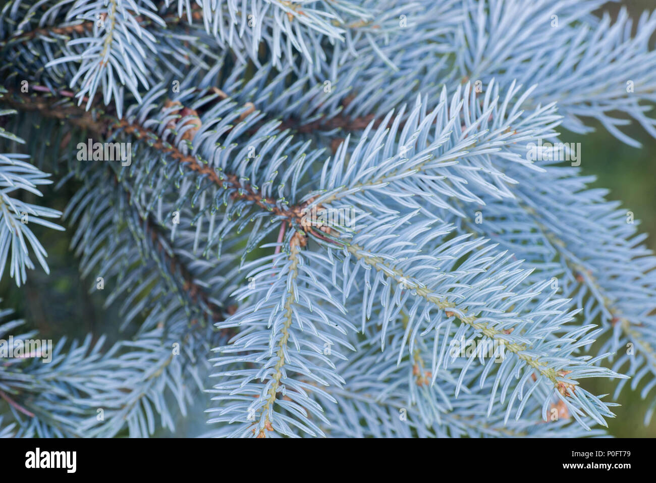 closeup to spruce tree twig Stock Photo