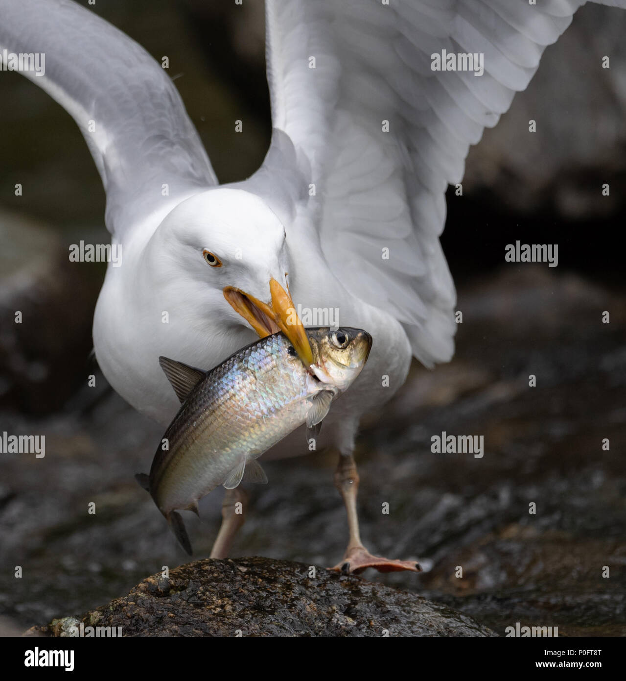Seagull eats store dog