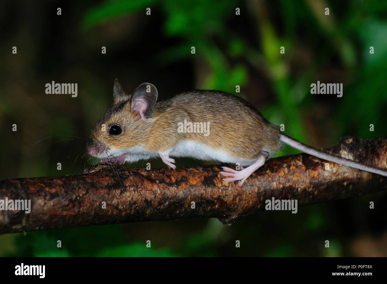 Wood mouse running along hazel branch Stock Photo Alamy