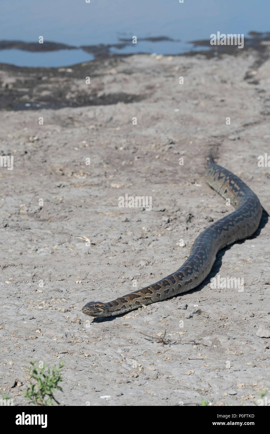 Python's In Botswana African safari mombo hi-res stock photography and images - Alamy