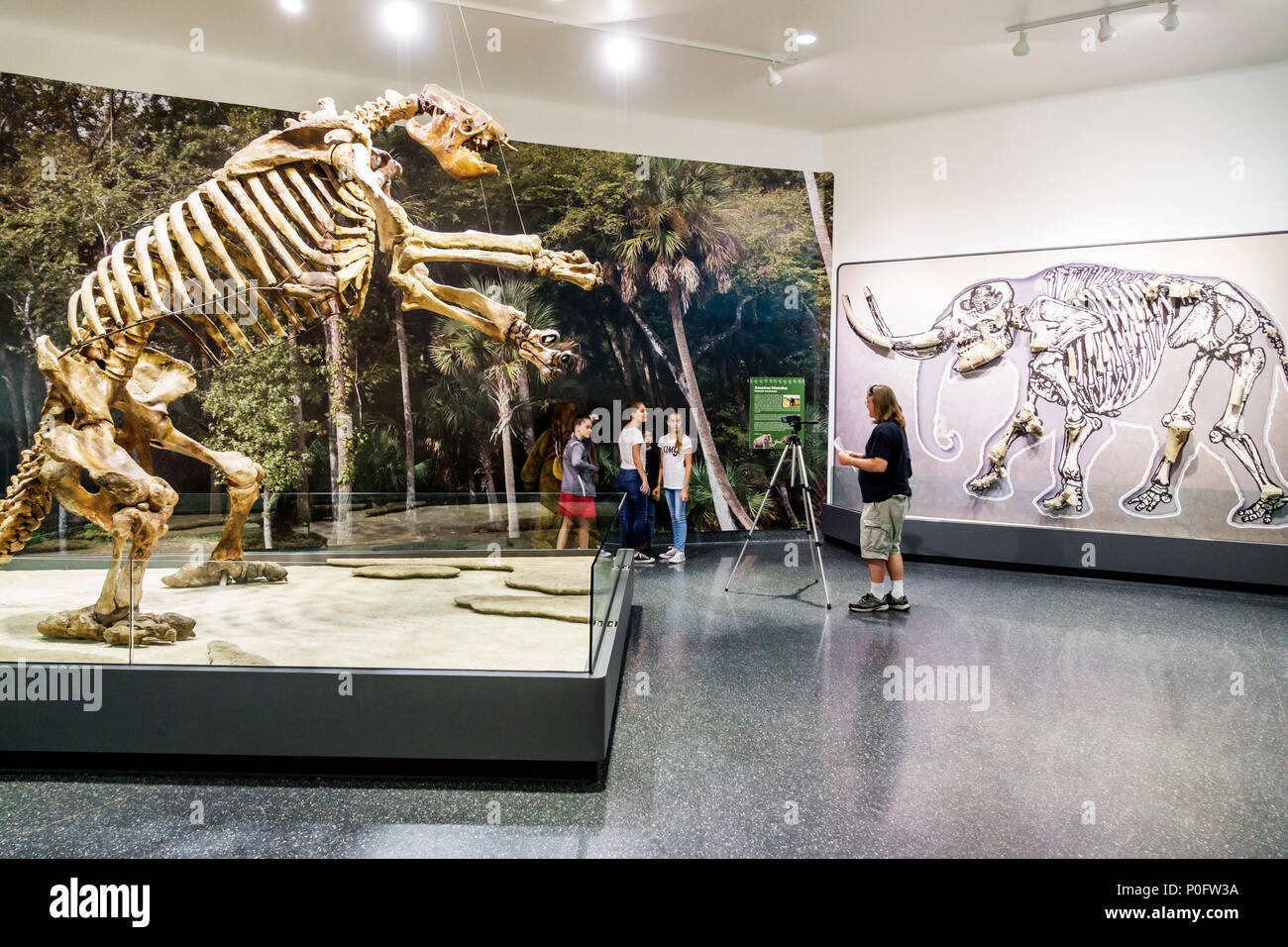 Daytona Beach Florida,Museum of Arts & Sciences,interior inside,Prehistory of Florida Gallery,Giant Ground Sloth skeleton,mastodon,man men male,girl g Stock Photo