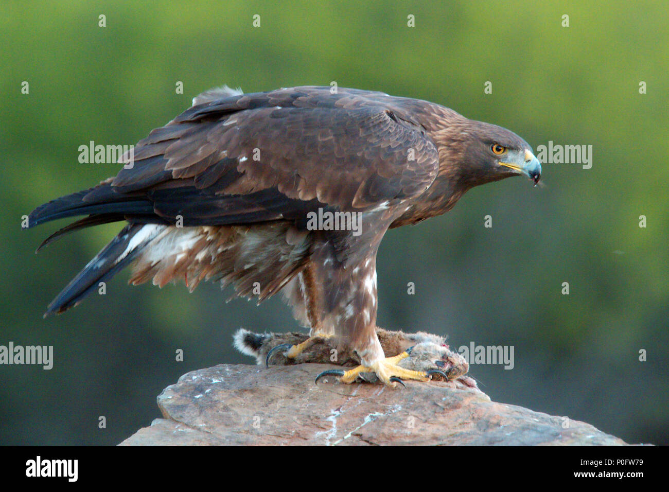 Young Male Golden Eagle Aquila Chrysaetos With Prey