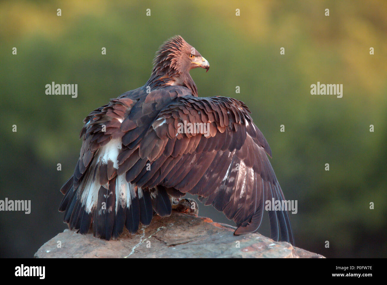 Young Golden Eagle Stock Photos & Young Golden Eagle Stock Images Alamy