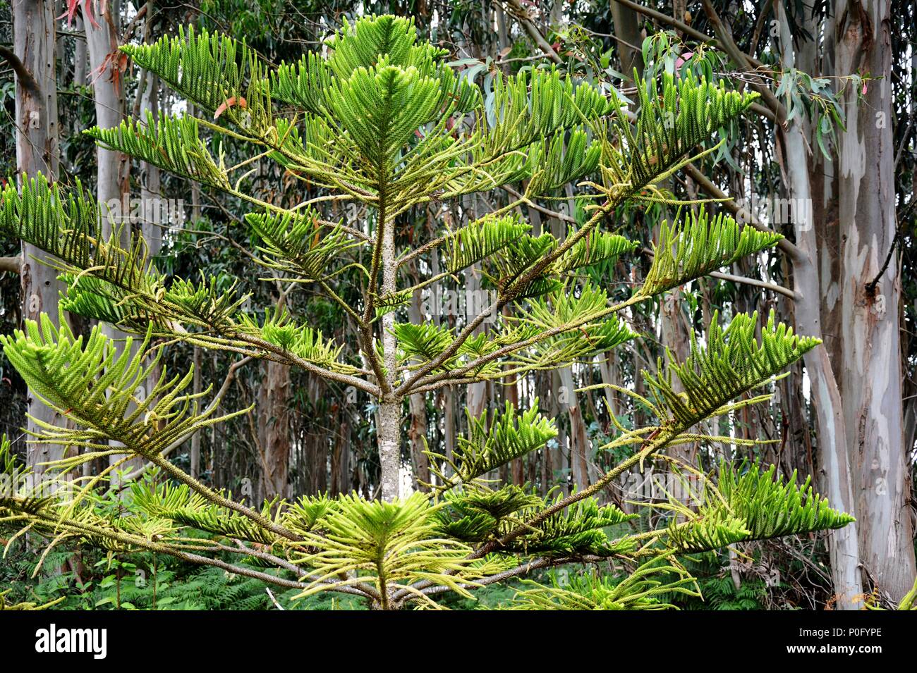 Thin tree green leaves trunk hi-res stock photography and images - Alamy