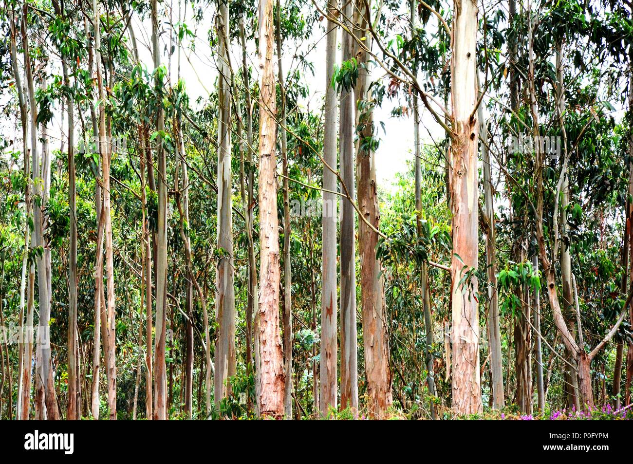 Eucalyptus trees hires stock photography and images Alamy