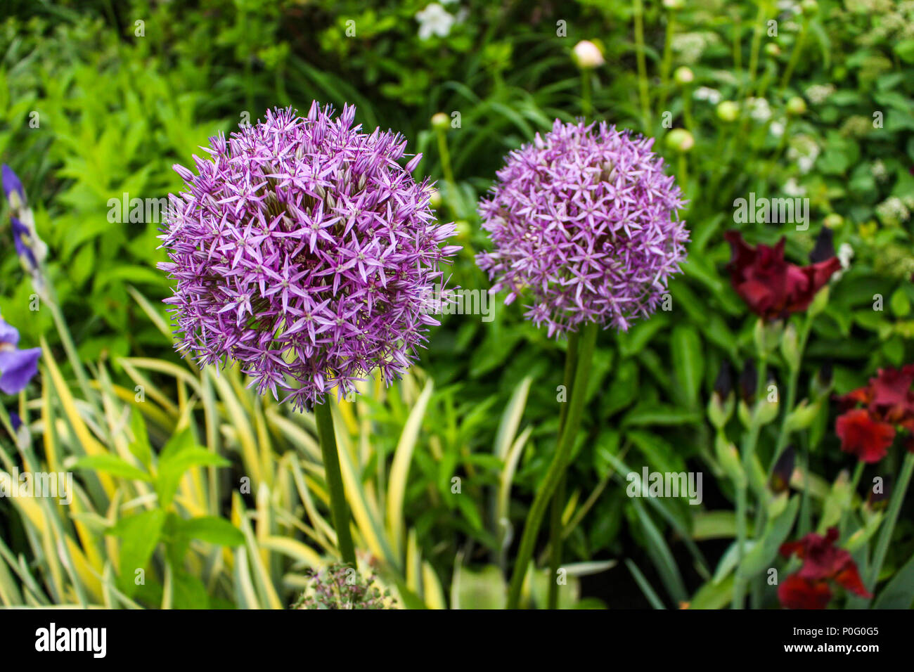 Allium 'Purple Sensation' flowers in a garden outside of Pittsburgh, Pennsylvania Stock Photo
