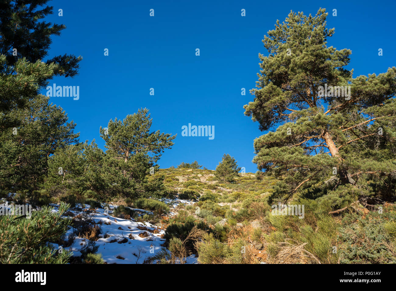 Scots Pine forest (Pinus sylvestris), and padded brushwood (Juniperus communis subsp. alpina and Cytisus oromediterraneus) Stock Photo