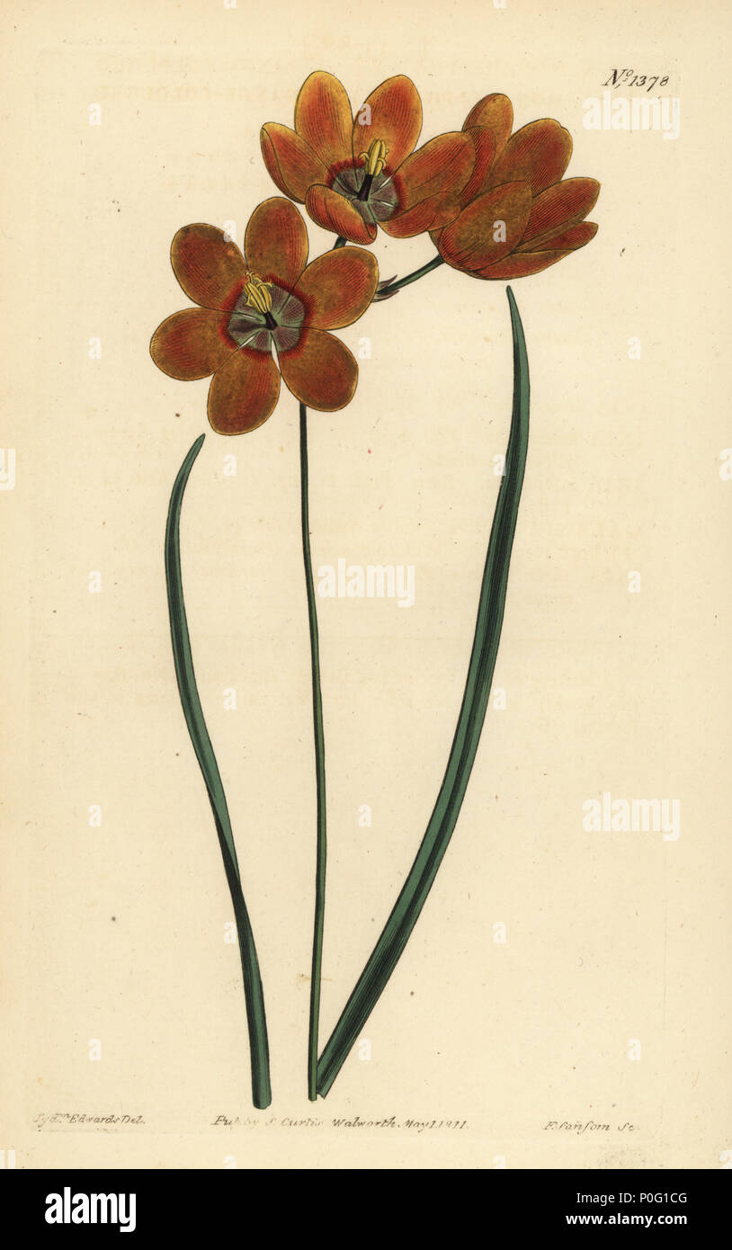 Ixia monadelpha hires stock photography and images Alamy