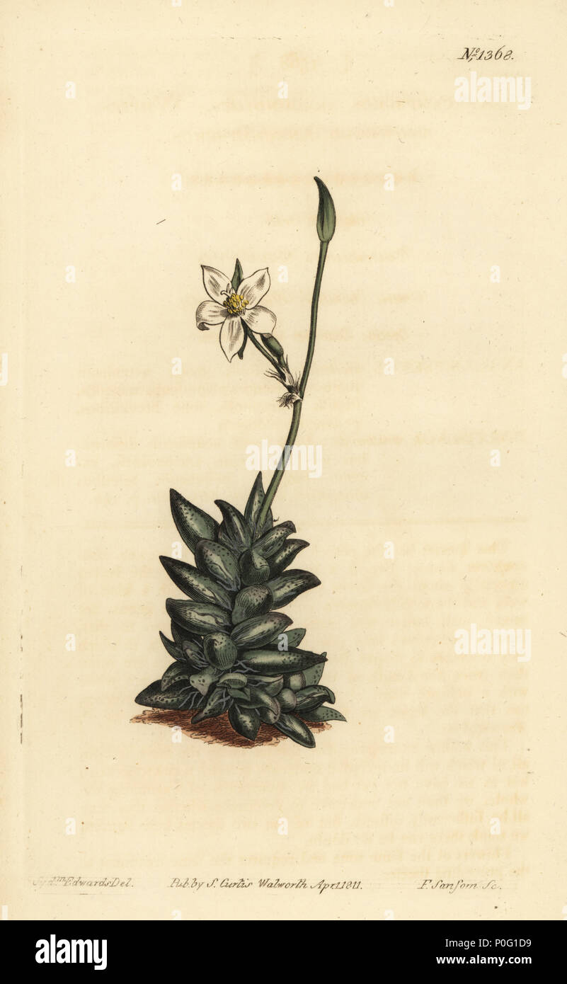 White-flowered anacampseros, Anacampseros arachnoides. Handcoloured copperplate engraving by F. Sansom after an illustration by Sydenham Edwards from William Curtis' The Botanical Magazine, London, 1811. Stock Photo