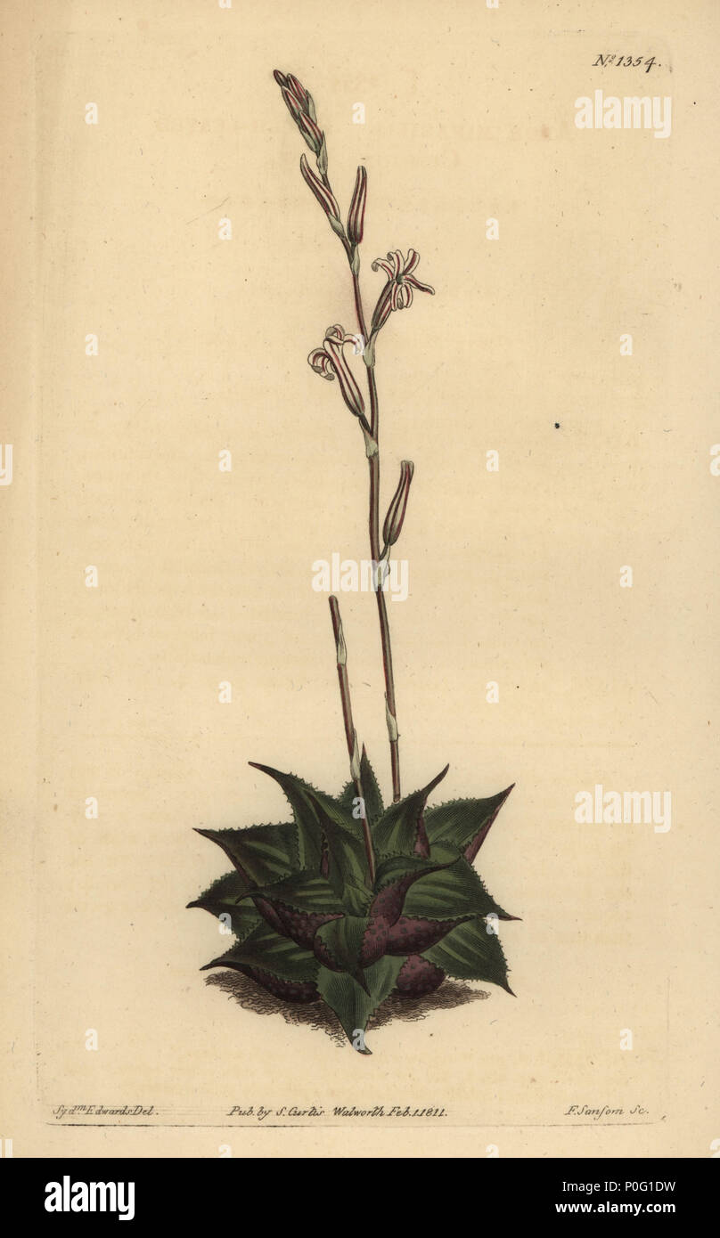 Haworthia mirabilis (Rough-leaved cushion aloe, Aloe mirabilis). Handcoloured copperplate engraving by F. Sansom after an illustration by Sydenham Edwards from William Curtis' The Botanical Magazine, London, 1811. Stock Photo