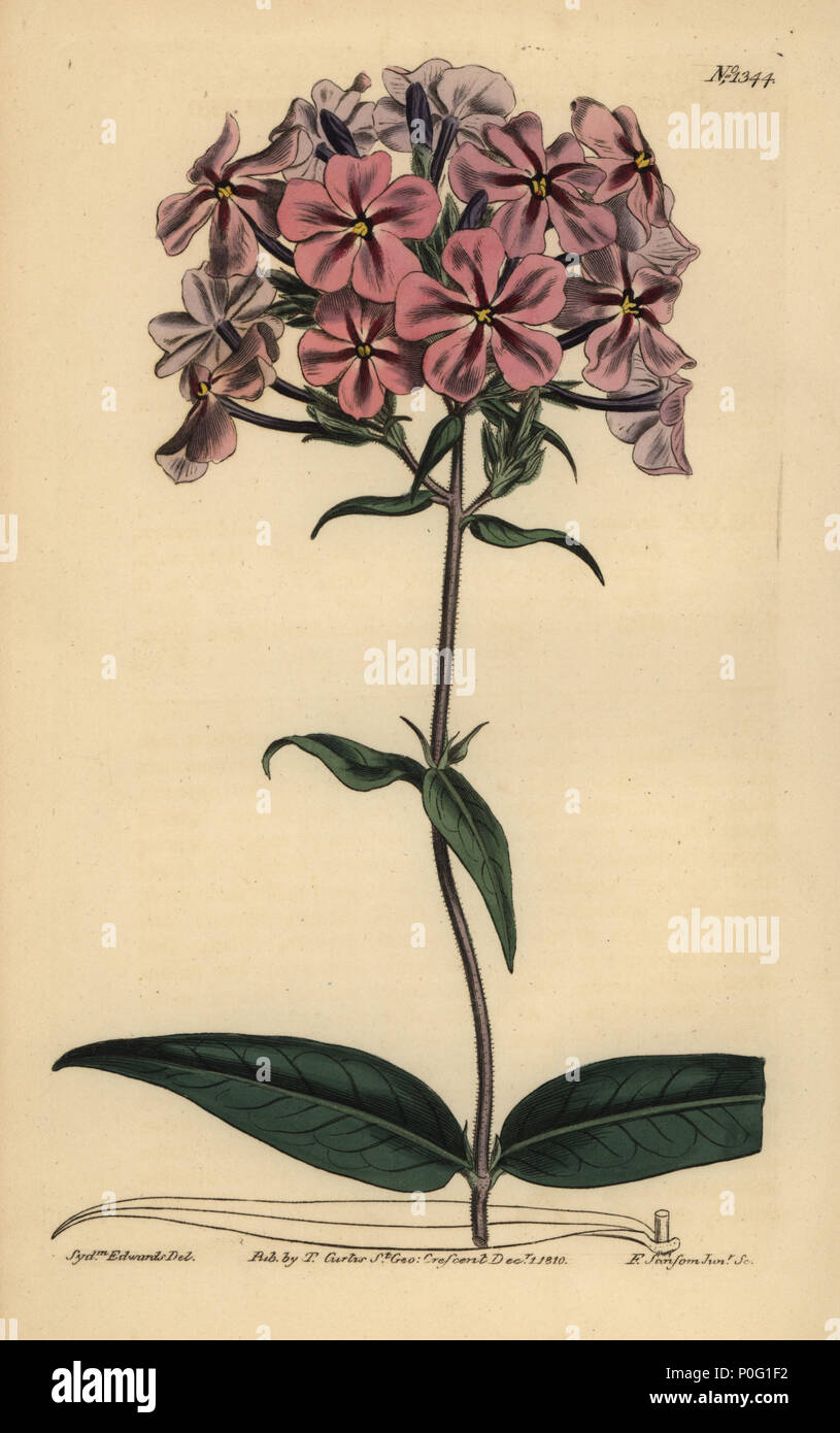 Thickleaf phlox, Phlox carolina (Rough-stemmed lychnidea). Handcoloured copperplate engraving by F. Sansom after an illustration by Sydenham Edwards from William Curtis' The Botanical Magazine, London, 1810. Stock Photo