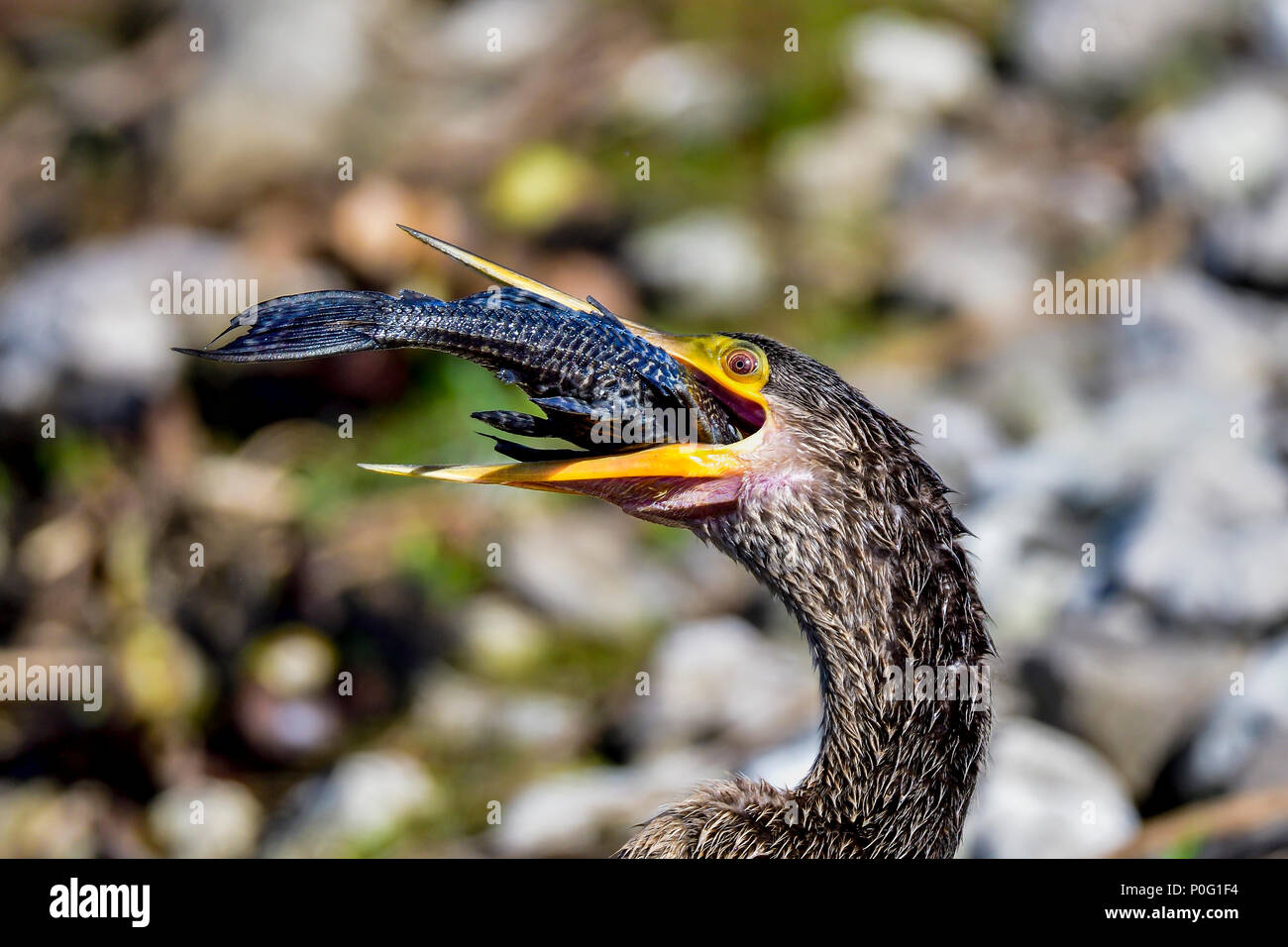 Anhinga is trying to get the fish into right angle before he can swallow it in one go. Finally, fish finds it's way down the throat. Stock Photo