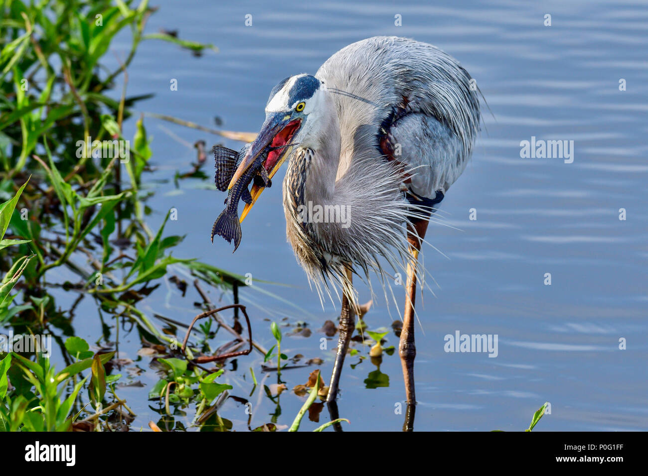 Great Blue Heron with first catch of the day. Stock Photo