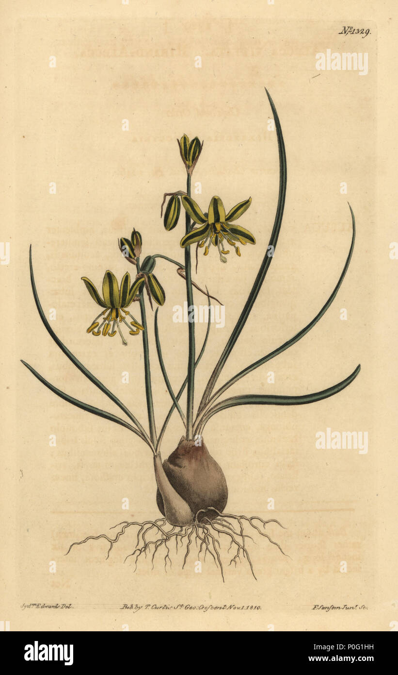 Riband albuca, Albuca vittata. Handcoloured copperplate engraving by F. Sansom after an illustration by Sydenham Edwards from William Curtis' The Botanical Magazine, London, 1810. Stock Photo