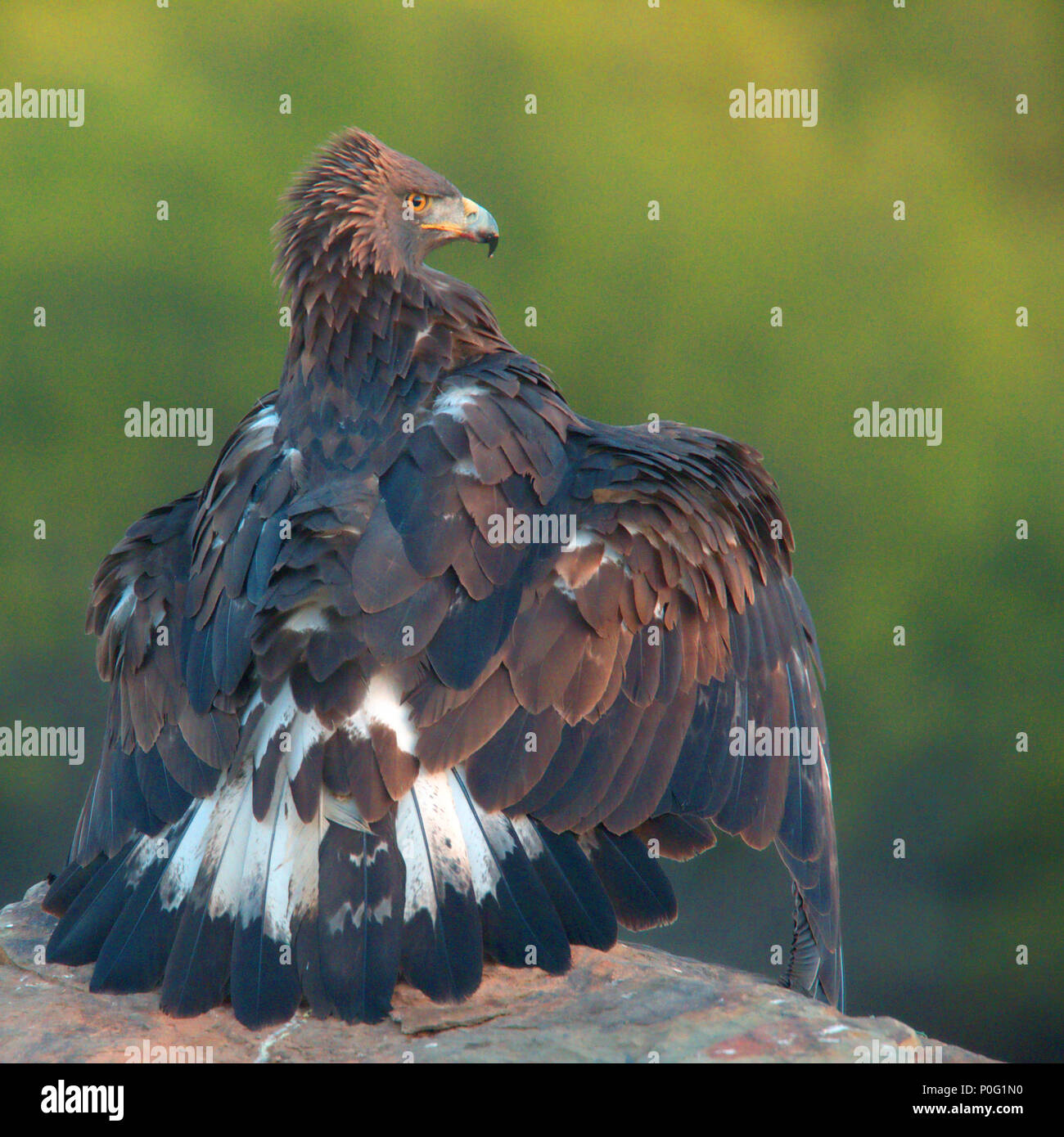 Golden eagle wings spread hires stock photography and images Alamy