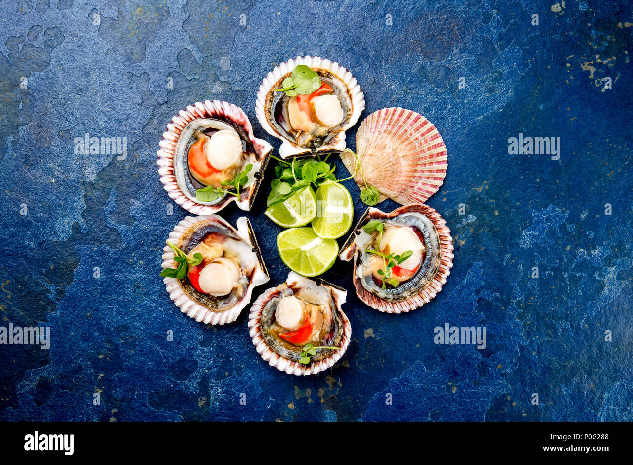 Raw opened shellfish scallops on blue background. Top view. Seafood