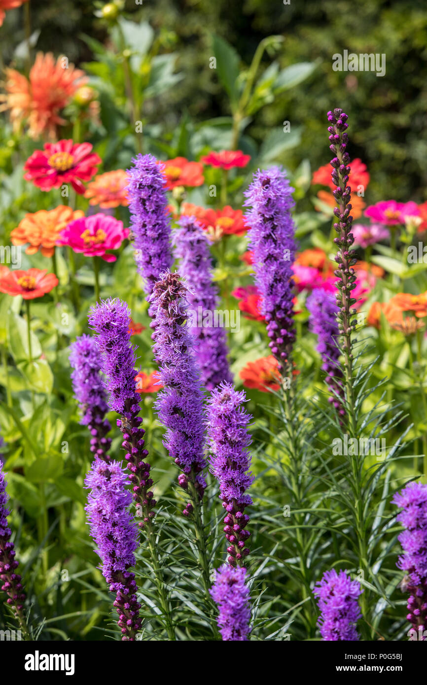 Liatris spicata flowers in the summer garden Stock Photo