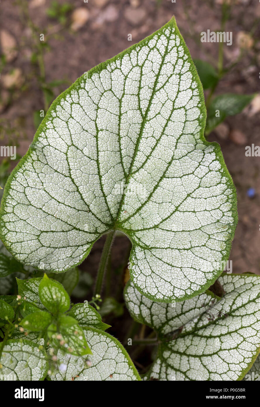 Heartleaf brunnera, Siberian bugloss ( Brunnera macrophylla 'Jack Frost ...