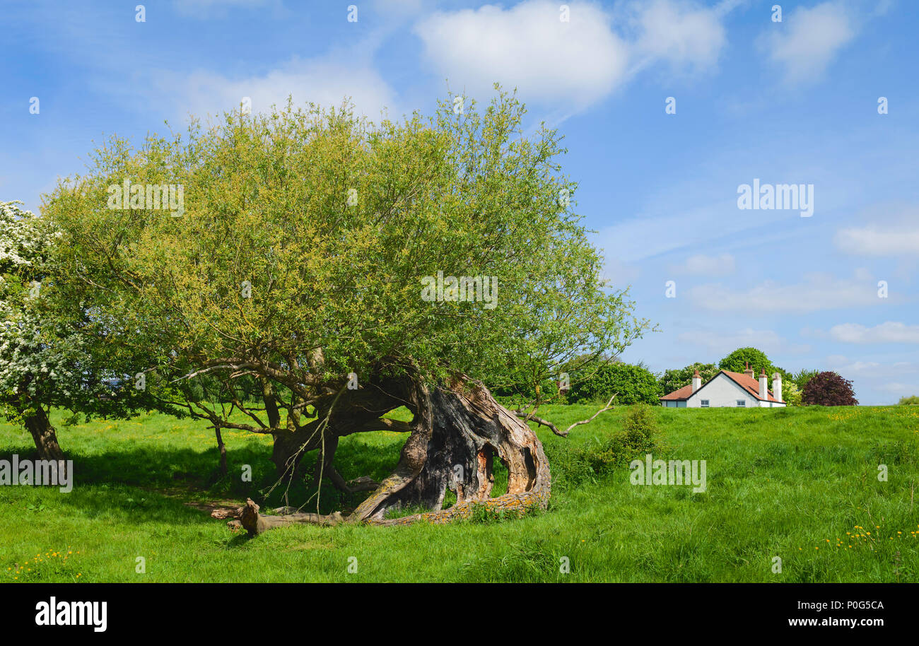 Lightning strike tree hi-res stock photography and images - Alamy