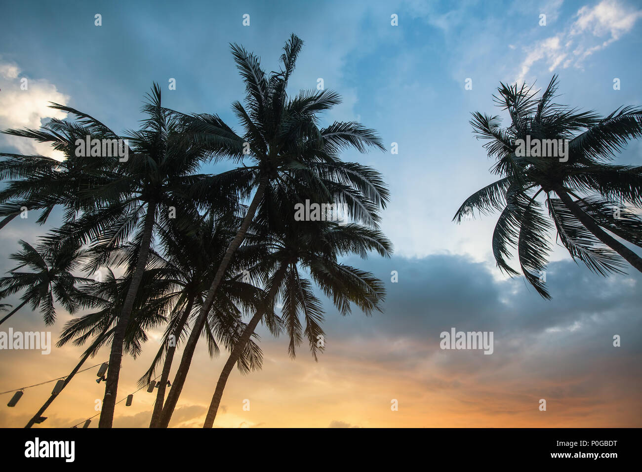 Palm trees silhouetted against beautiful sunset hi-res stock ...