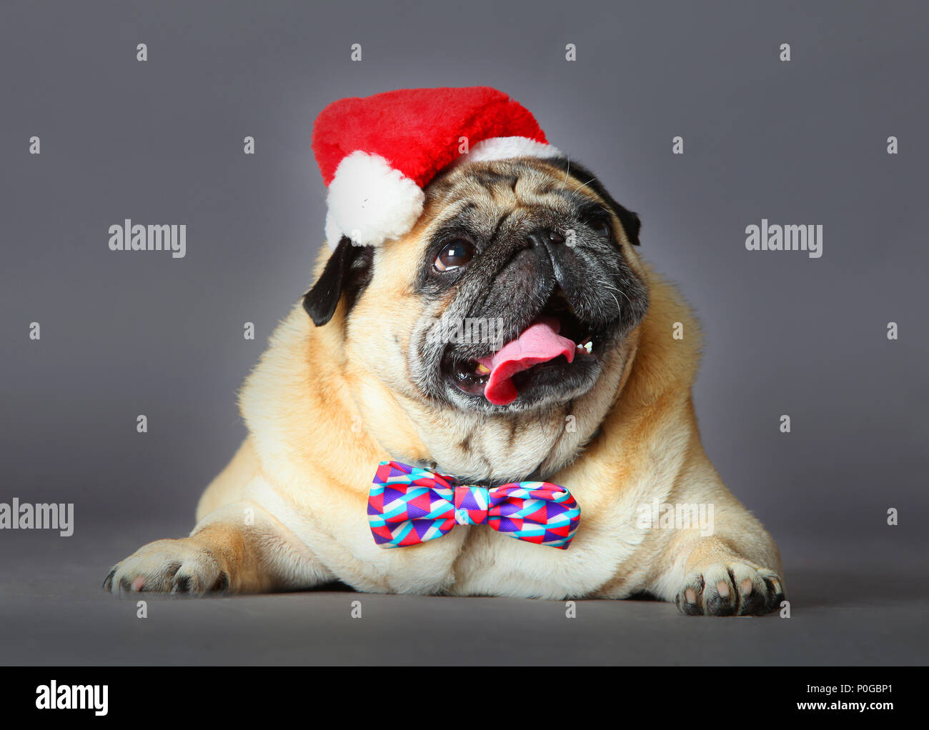 Christmas pug dog with santa's hat and tie Stock Photo - Alamy