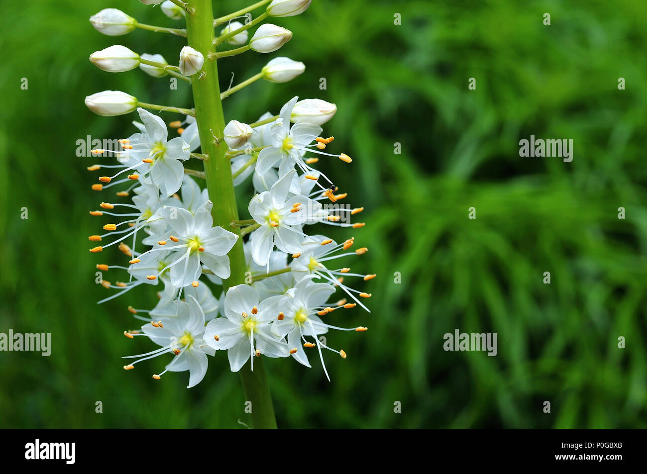 close up of stem and blossoms of a foxtail lily with white petals and yellow stamens Stock Photo