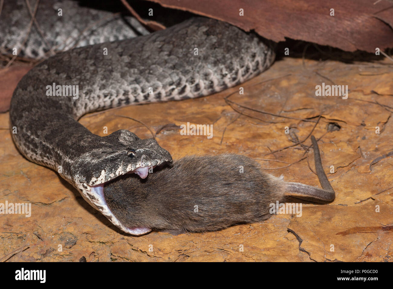 Death Adder Feeding Stock Photo Alamy death-adder-feeding-stock-photo-alamy