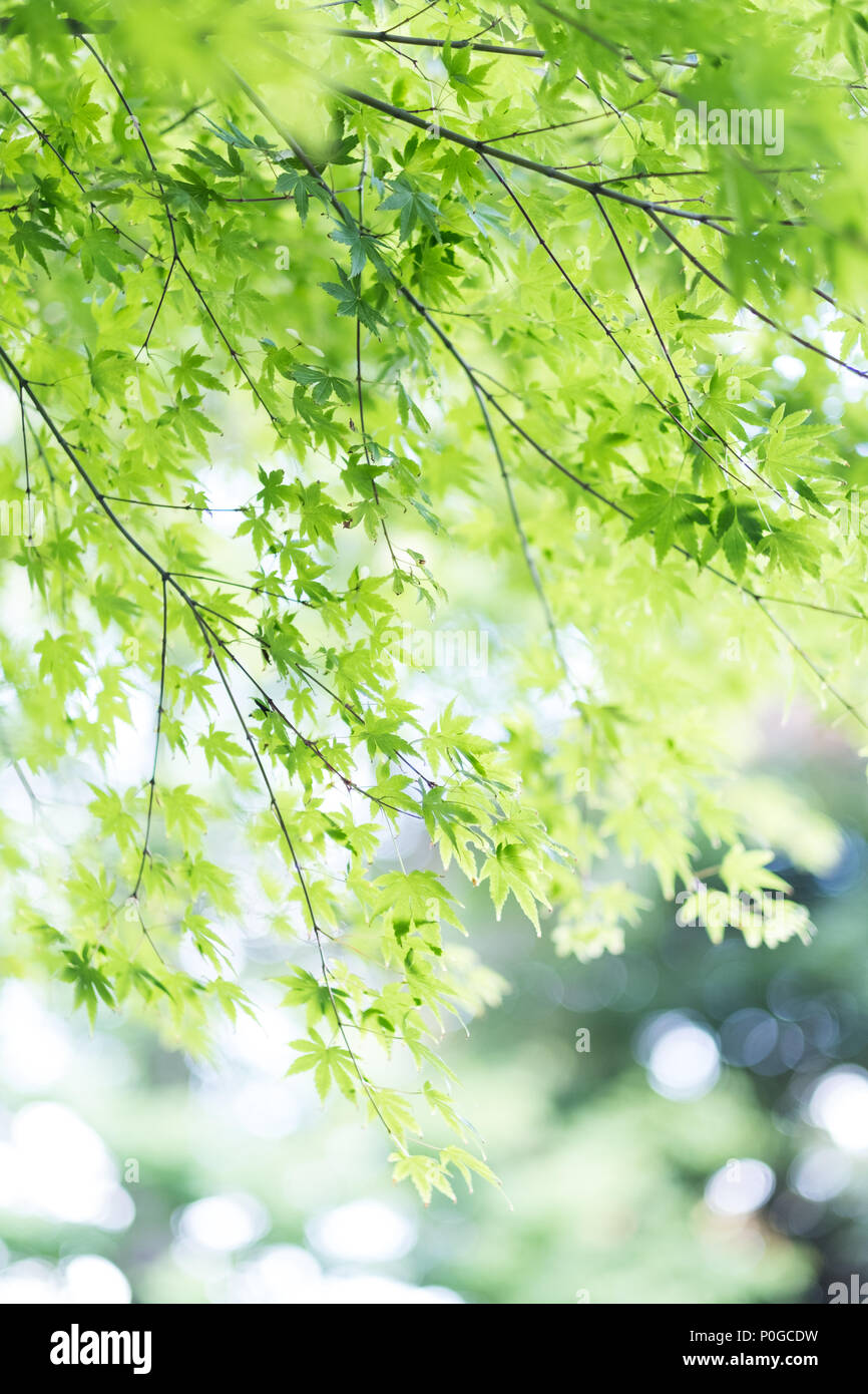 Beautiful green leaves of a tree in a Japanese temple. Stock Photo