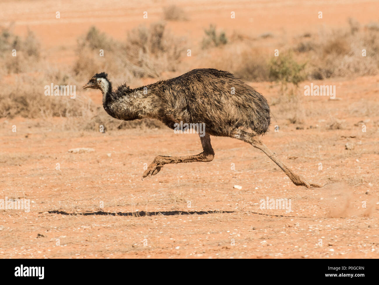 emu running around living room