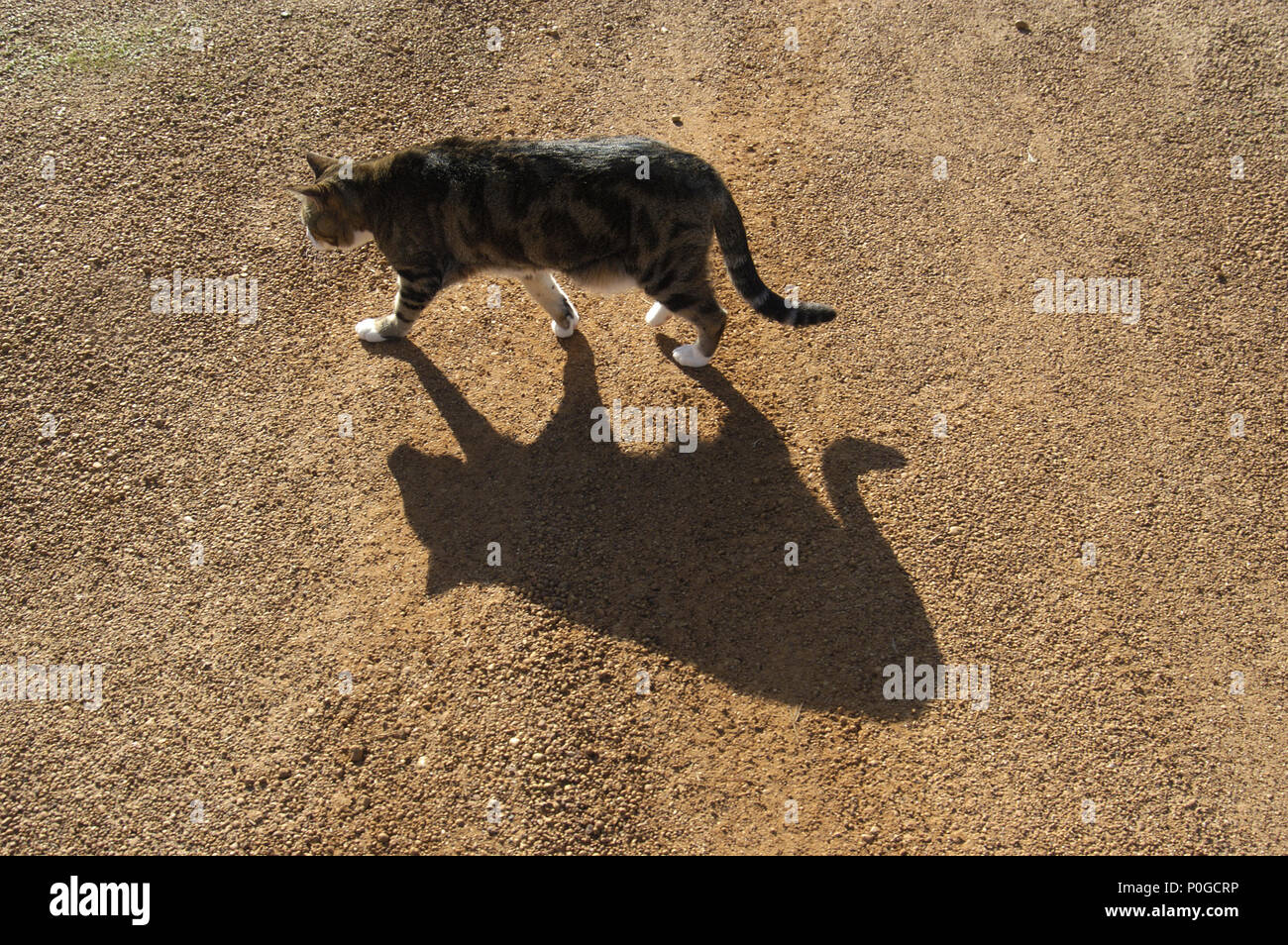 DOMESTIC CAT AND SHADOW CROSSING UNSEALED ROAD, WESTERN AUSTRALIA Stock Photo Alamy