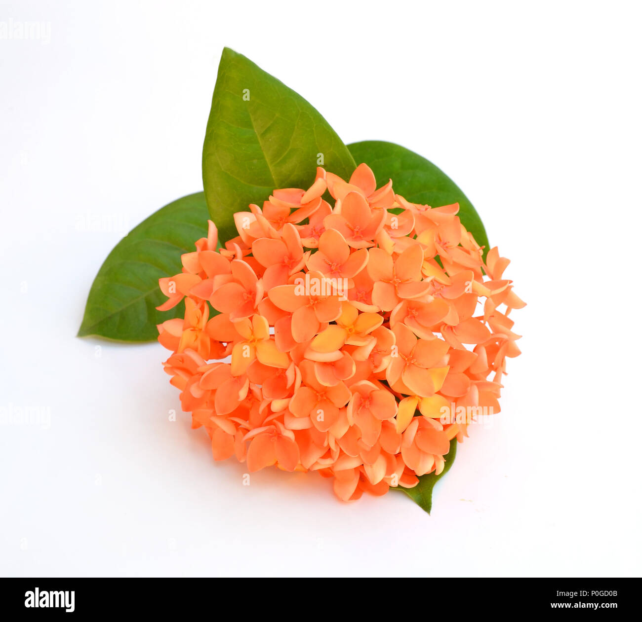 Beautiful orange flower spike isolated on white background Stock Photo ...