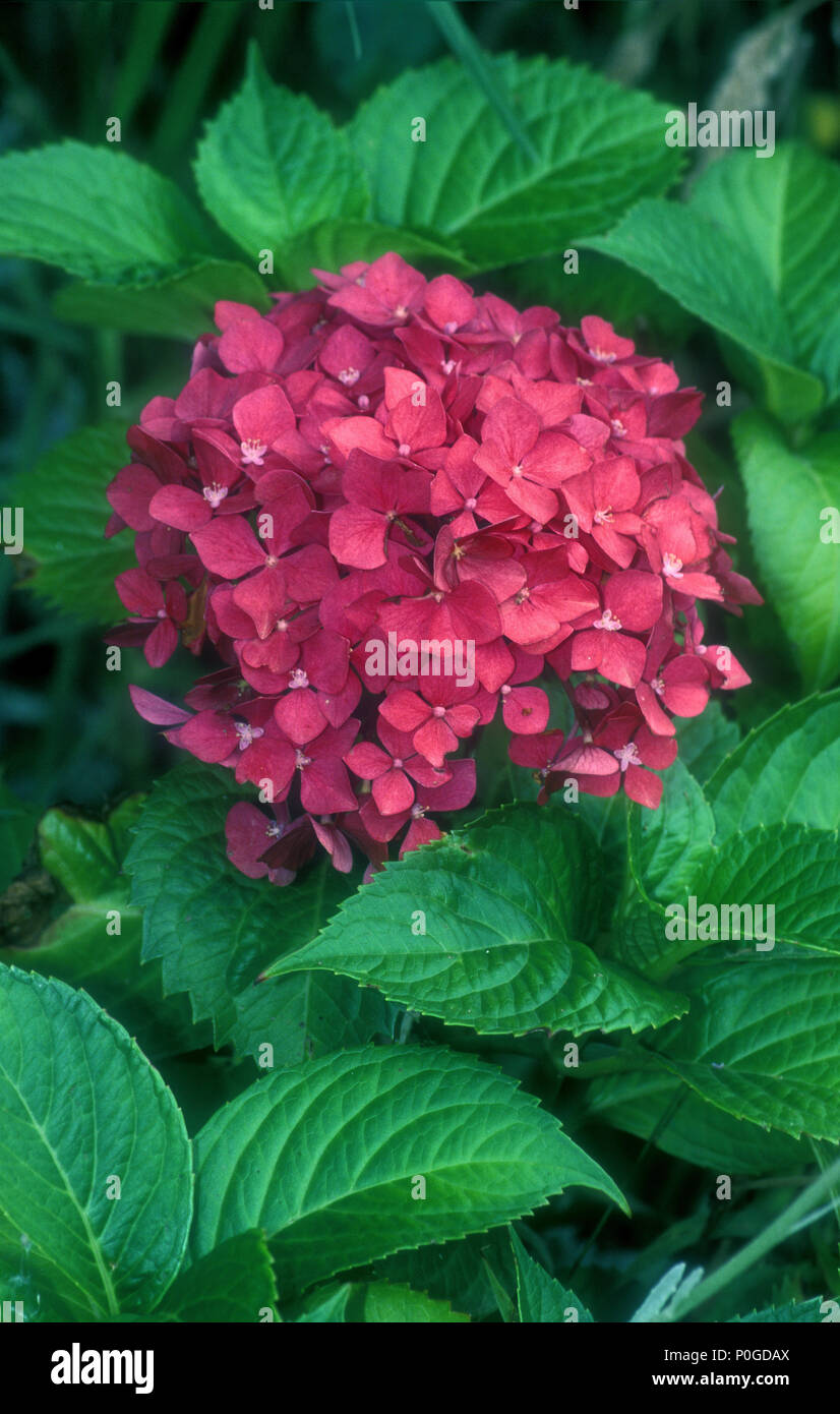 PINK HYDRANGEA MACROPHYLLA FLOWER Stock Photo - Alamy