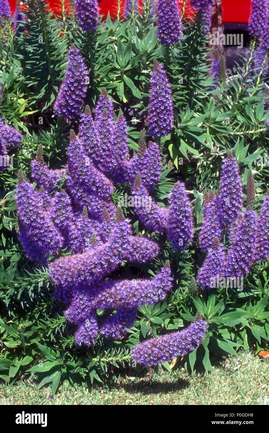 ECHIUM FASTUOSUM, PRIDE OF MADEIRA (BORAGINACEAE) Stock Photo