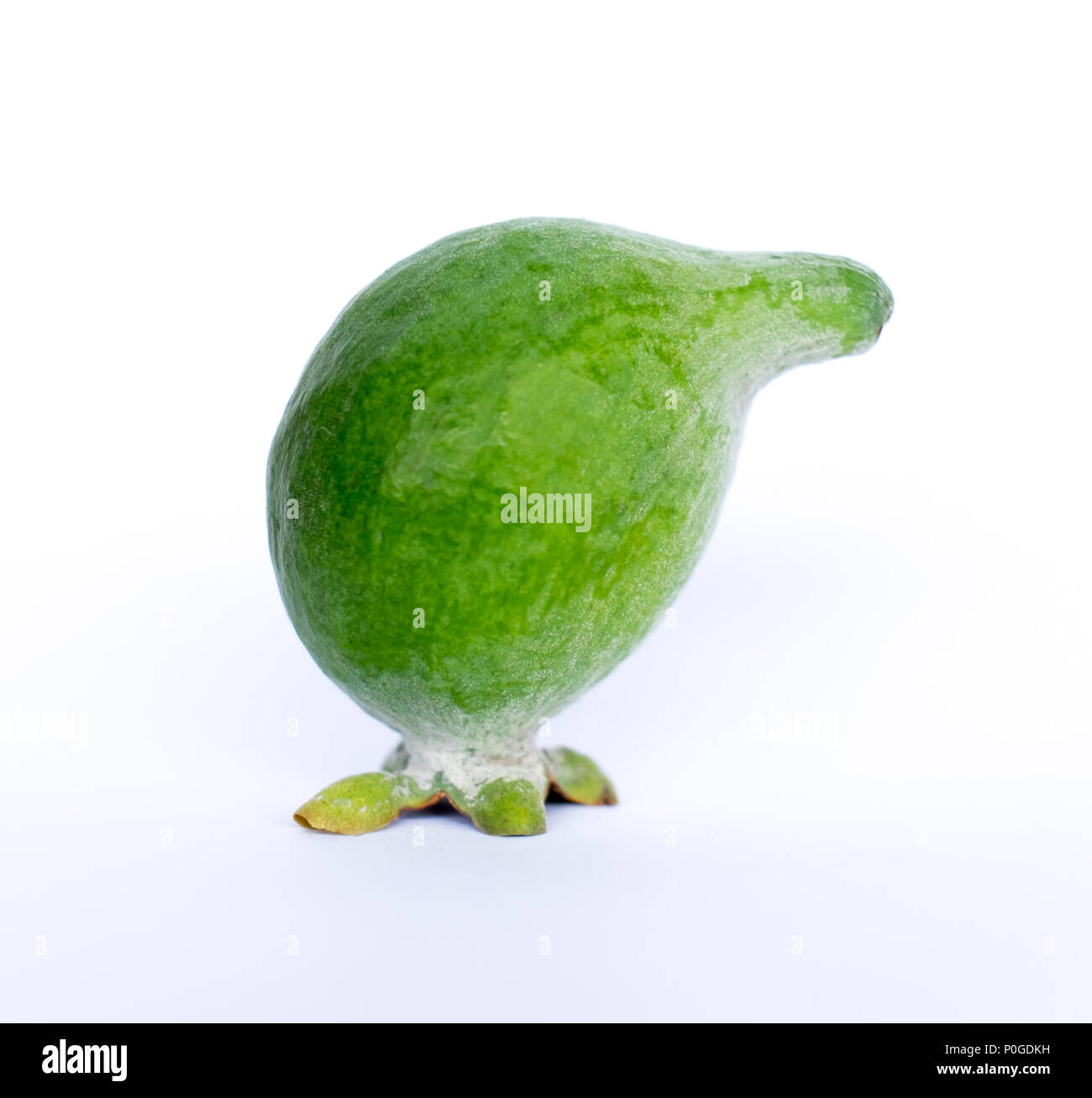 Funny deformed feijoa green fruit in the shape of a kiwi or other bird, photographed in New Zealand, NZ Stock Photo