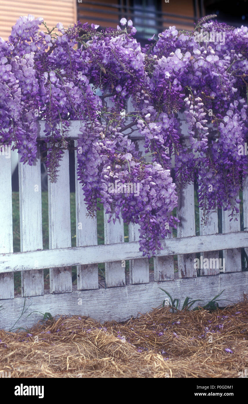 WISTERIA GROWING OVER WHITE PICKET FENCE, STRAW MULCH IN FOREGROUND, NEW SOUTH WALES, AUSTRALIA Stock Photo
