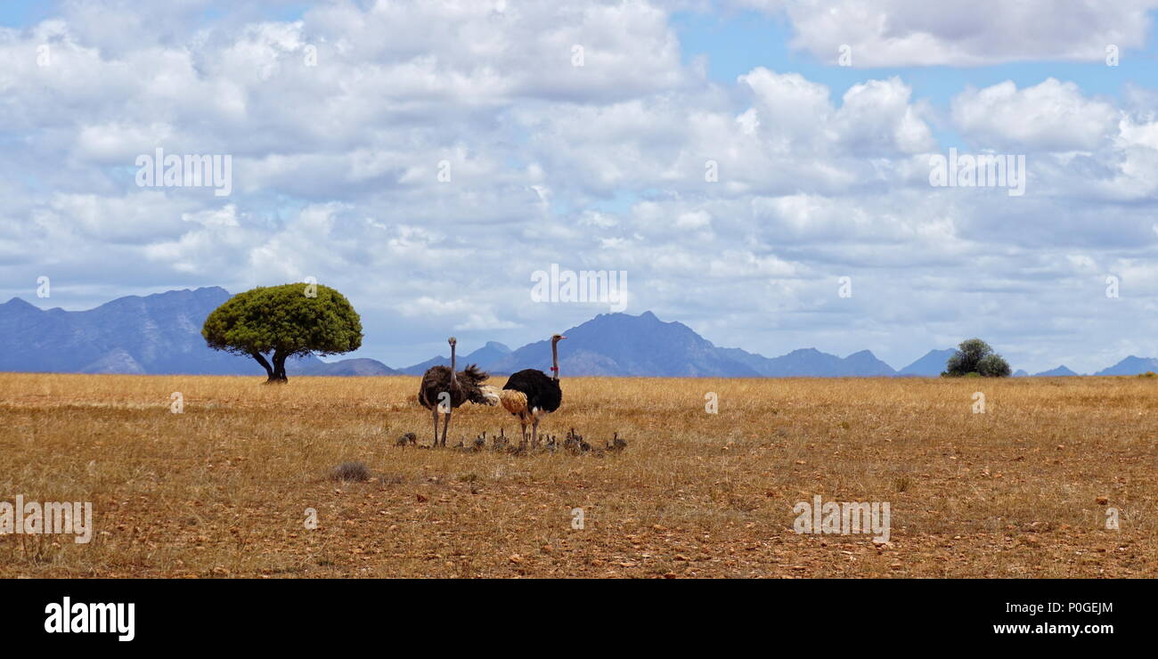 Family of ostriches in Africa Stock Photo