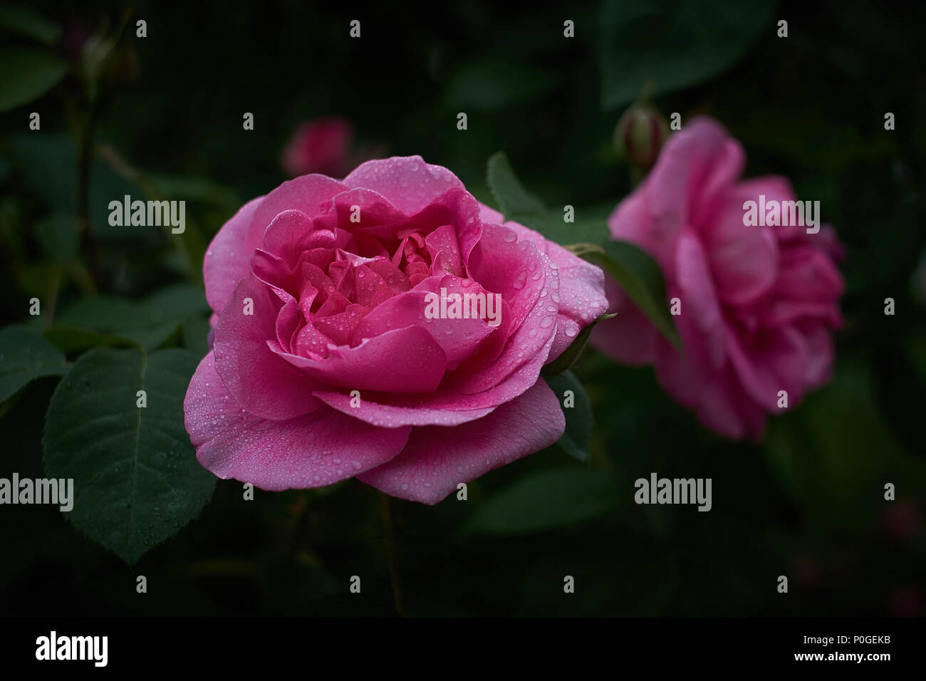 Beautiful pink rose with water drops Stock Photo - Alamy