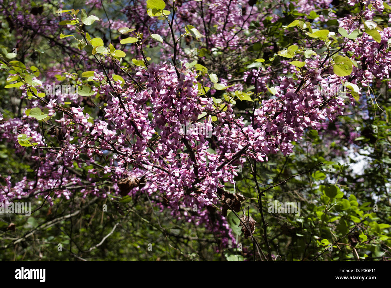 Terebinth (pistachio, wild nard, turpentine tree, Pistacia atlantica subsp. mutica) blooms in April in Taurus mountains, Mediterranean slope to sea, T Stock Photo