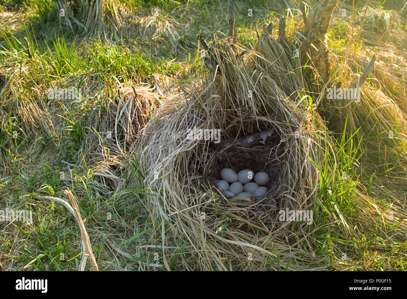 Mallards nest in dry grass and of soft down. Egg laying occurs in April. Baltic sea. Clutch of nine white eggs Stock Photo