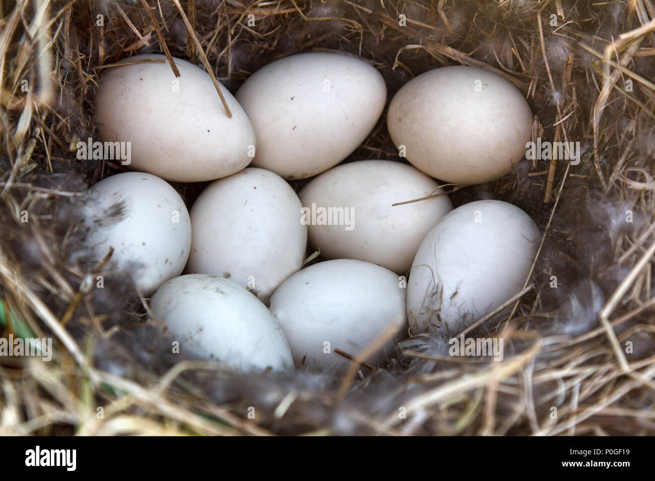Mallards nest in dry grass and of soft down. Egg laying occurs in April. Baltic sea. Clutch of nine white eggs Stock Photo