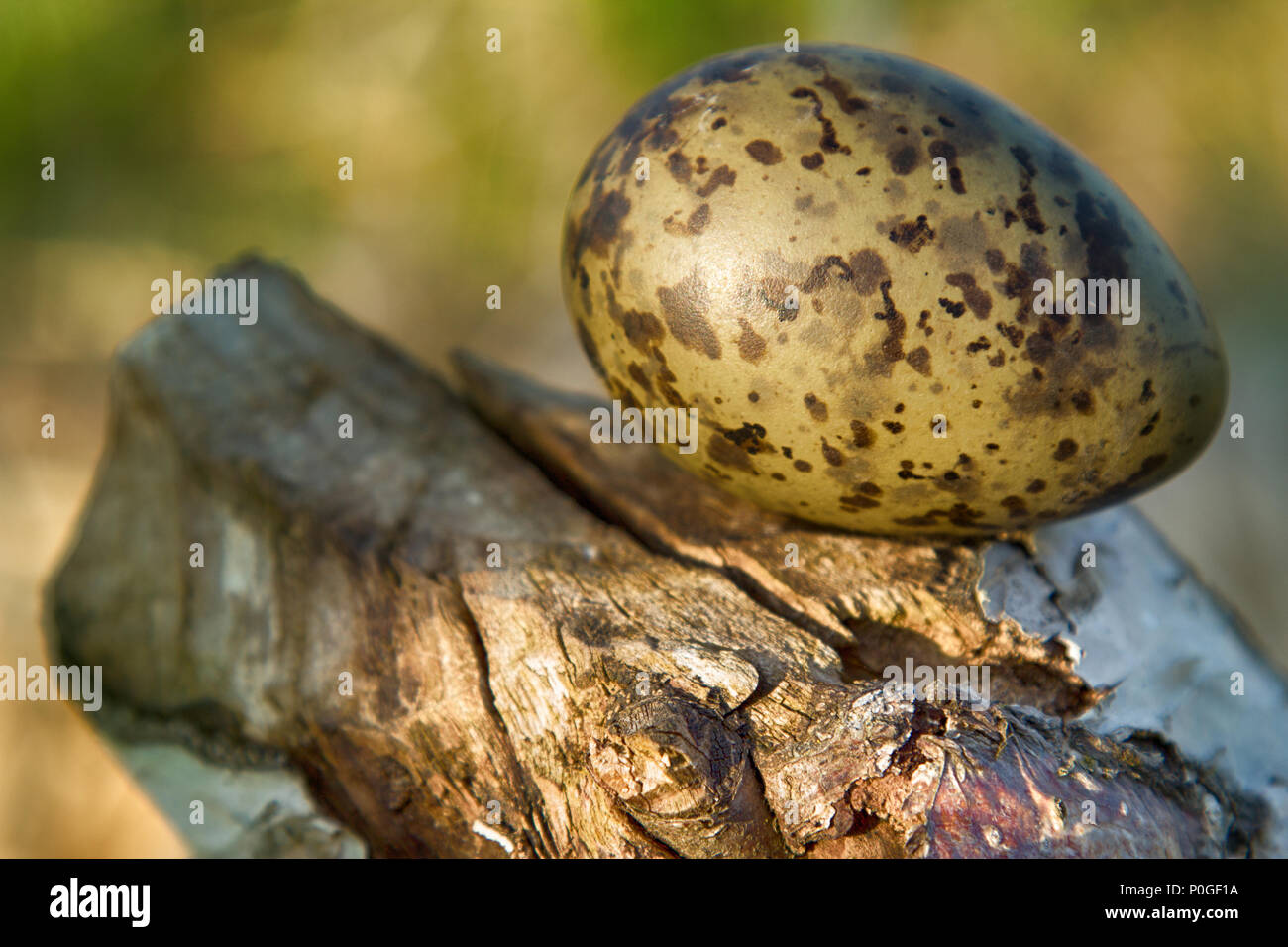 mottled olive color egg (egg of gull) on cut of tree that was gnawed by beaver. Designer arrangement of cut wood and eggs Stock Photo