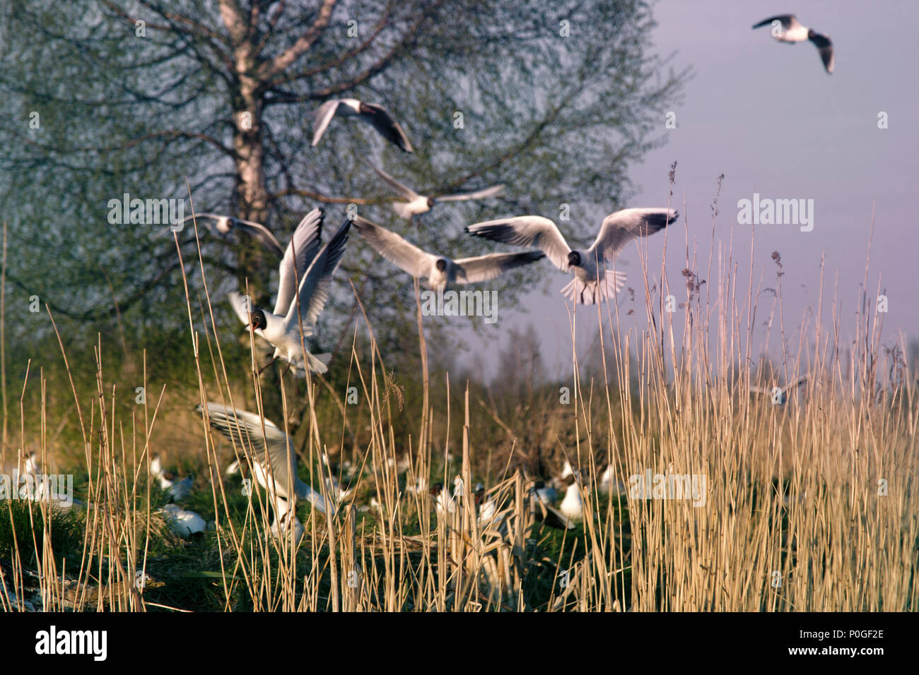 Black-headed gulls formed colony that has built nests and lay eggs. Spring revival. Restless nesting bird life Stock Photo