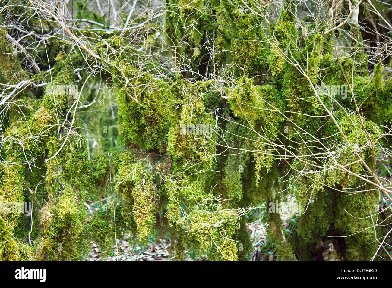 Famous Boxwood Colchis (Buxus colchica) subtropical evergreen covered Neckera moss, vegetable relink pre-glacial Europe, saw Odysseus. Iron wood, not  Stock Photo