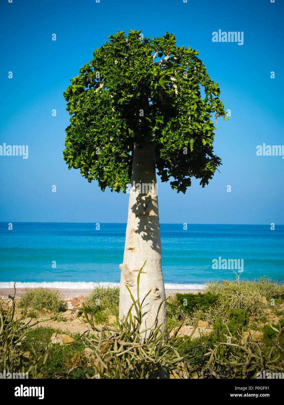 Cucumber tree, endemic plant of Soqotra island, Yemen Stock Photo